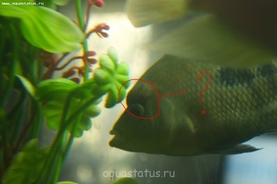 Фото Волдыри у цихлид (photo#39492)