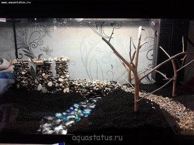 Фото Мастер-класс по акваскейпингу, аквариум 54 л SherKhan  (photo#39567)