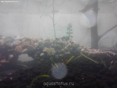Фото Мастер-класс по акваскейпингу, аквариум 54 л SherKhan  (photo#39575)