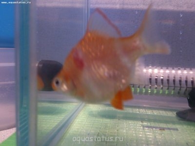 Фото Лернеоз, аэромоноз или туберкулез? (photo#39637)