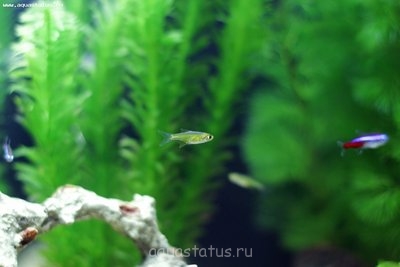 Фото Мой нано-аквариум 30 литров kaiassowa  (photo#39670)
