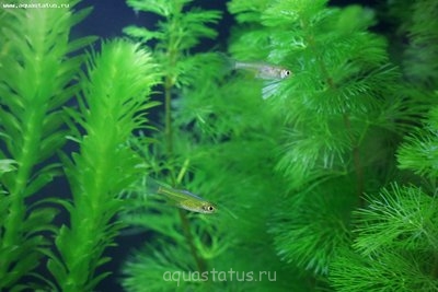 Фото Мой нано-аквариум 30 литров kaiassowa  (photo#39674)