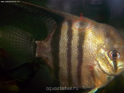 Фото Заболела скалярия (photo#39722)