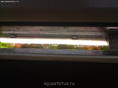Фото Мой новый аквариум RIO 400 литров dimetrius  (photo#39803)