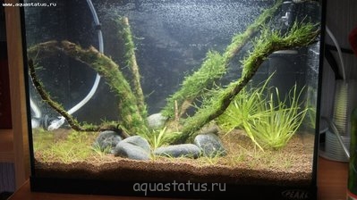Фото Мой аквариум Мини Травник 30 литров Locustame  (photo#39819)