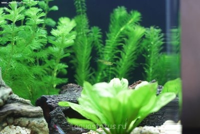 Фото Мой нано-аквариум 30 литров kaiassowa  (photo#39886)
