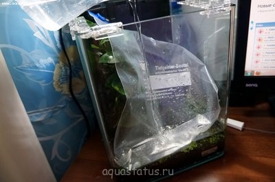Фото Мой аквариум-лягушатник 30 литров dankora  (photo#39892)