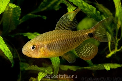 Фото Кренухус тюлевый Crenuchus spilurus  (photo#39912)