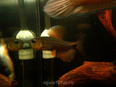 Фото Кренухус тюлевый Crenuchus spilurus  (photo#39913)