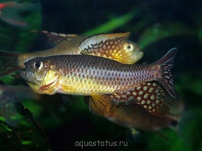 Фото Кренухус тюлевый Crenuchus spilurus  (photo#39914)