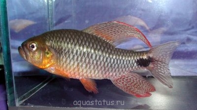 Фото Кренухус тюлевый Crenuchus spilurus  (photo#39916)