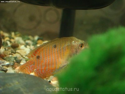 Фото Серые пятна лялиусе (photo#39919)