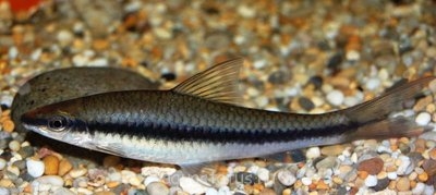 Фото Кроссохейлус водорослеед нигрилоба Crossocheilus nigriloba  (photo#39992)
