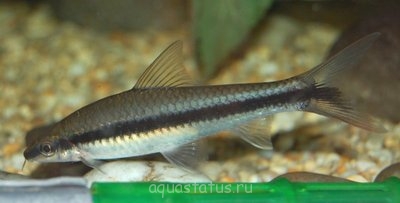 Фото Кроссохейлус водорослеед нигрилоба Crossocheilus nigriloba  (photo#39993)