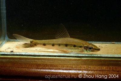 Фото Кроссохейлус водорослеед нигрилоба Crossocheilus nigriloba  (photo#39994)