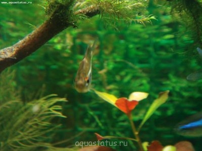 Фото Заболели неоны (photo#40047)