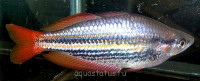 Фото Меланотения Сплендида австралийская Melanotaenia Splendida Australis  (photo#40562)