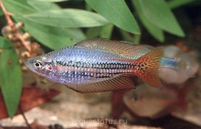 Фото Меланотения Сплендида австралийская Melanotaenia Splendida Australis  (photo#40565)
