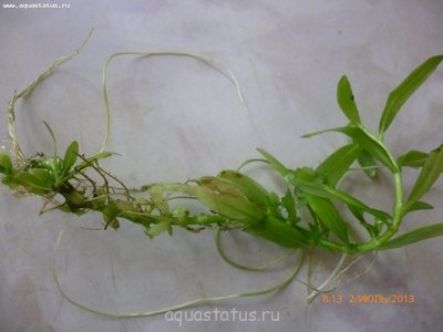 Опознание аквариумных растений
