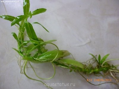 Опознание аквариумных растений