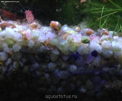 Пиявки в аквариуме. Опасно?