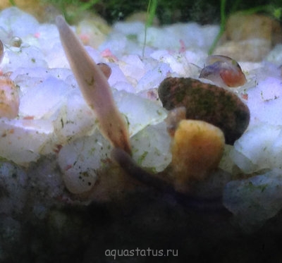Пиявки в аквариуме. Опасно?