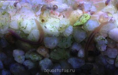 Пиявки в аквариуме. Опасно?