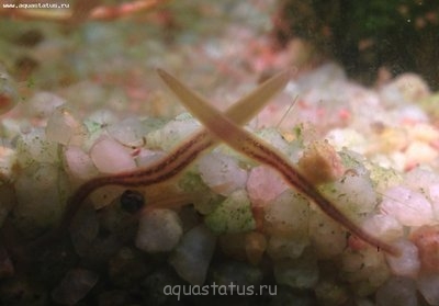 Пиявки в аквариуме. Опасно?