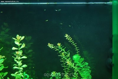 Аквариум "Cayman 110" на 230 литров (Romaeric)