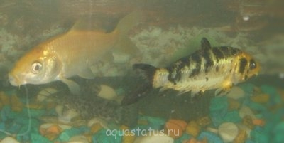 Помогите опознать рыбку (опознание рыб)