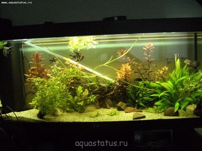 Фото Мой новый аквариум RIO 400 литров dimetrius  (photo#40858)