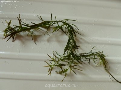 Опознание аквариумных растений