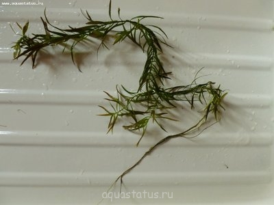 Опознание аквариумных растений