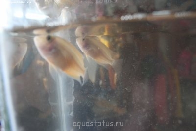 Помогите опознать рыбку (опознание рыб)