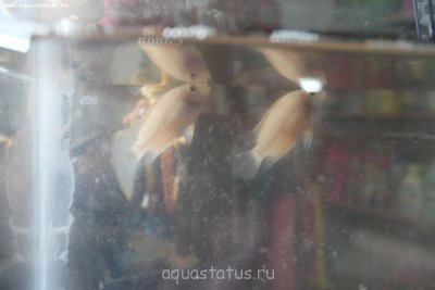 Помогите опознать рыбку (опознание рыб)