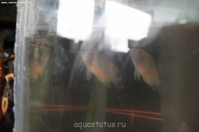 Помогите опознать рыбку (опознание рыб)
