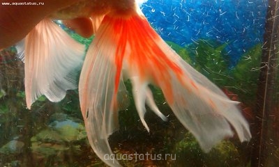 Фото Это болезнь или так должно быть? На рыбке пятна другого цвета. (photo#40929)