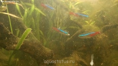 Фото Аквариум медленно загибается. (photo#40935)