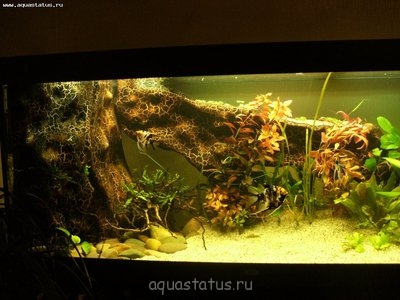 Мой новый аквариум RIO 400 литров (dimetrius)