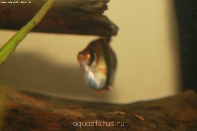 Беременна ли рыбка в аквариуме?