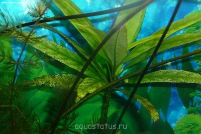 Растениям не хватает каких то элементов.