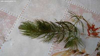 Опознание аквариумных растений