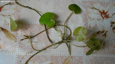 Опознание аквариумных растений