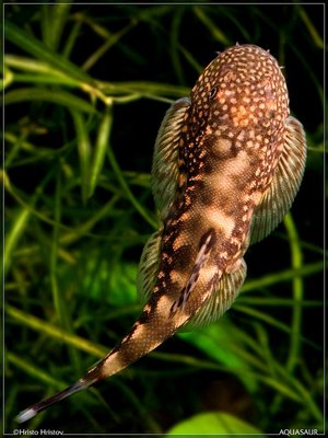 Фото Фотографии Христо Христова (photo#41327)