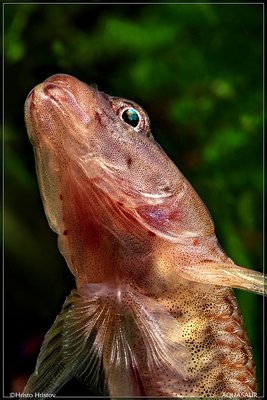 Фото Фотографии Христо Христова (photo#41375)