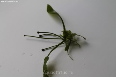 Опознание аквариумных растений