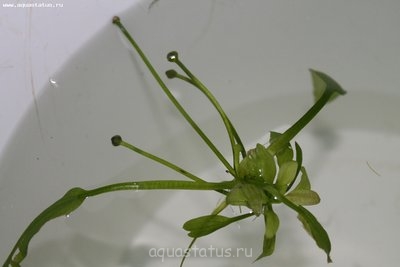 Опознание аквариумных растений
