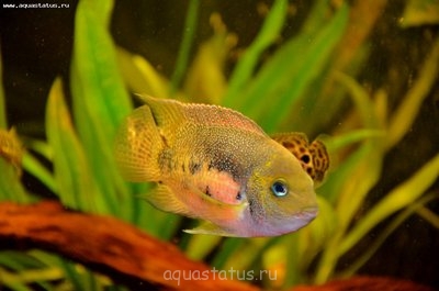Мои аквариумы (Амазонка)