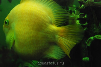 Фото Требуется поставить точный диагноз (photo#41599)