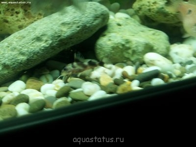 Помогите опознать рыбку (опознание рыб)